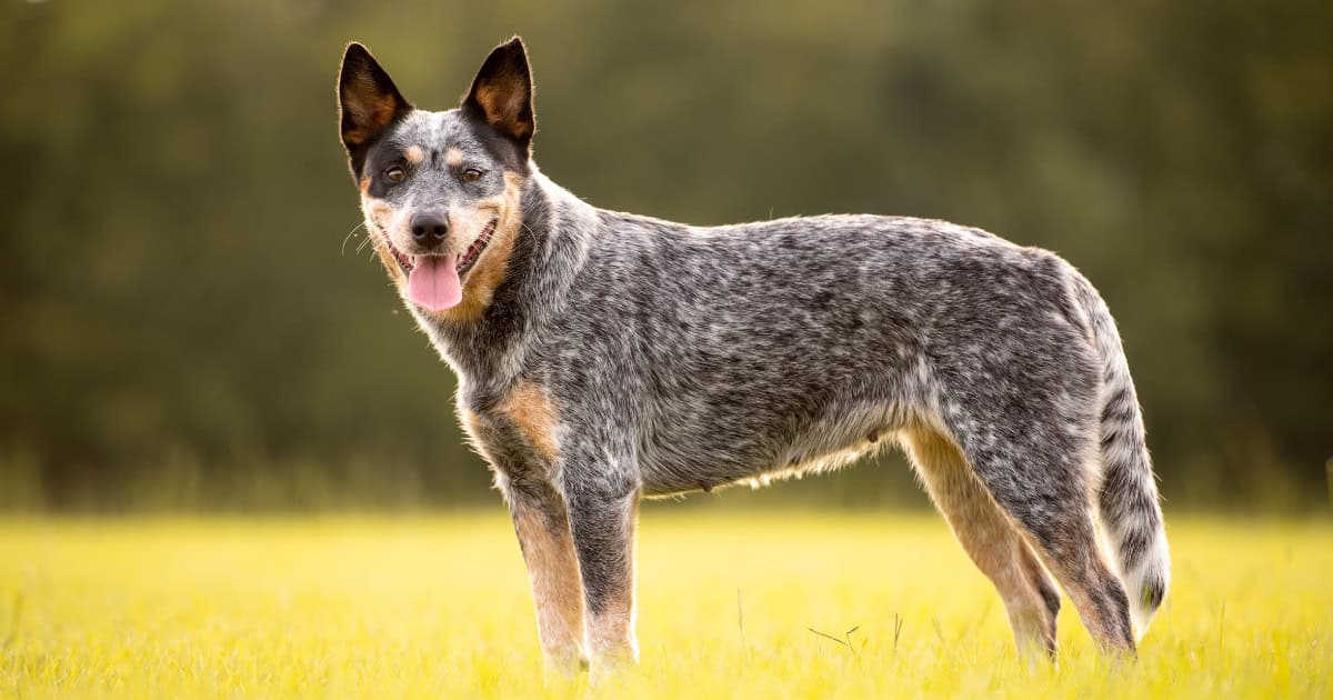 Australian Cattle Dog