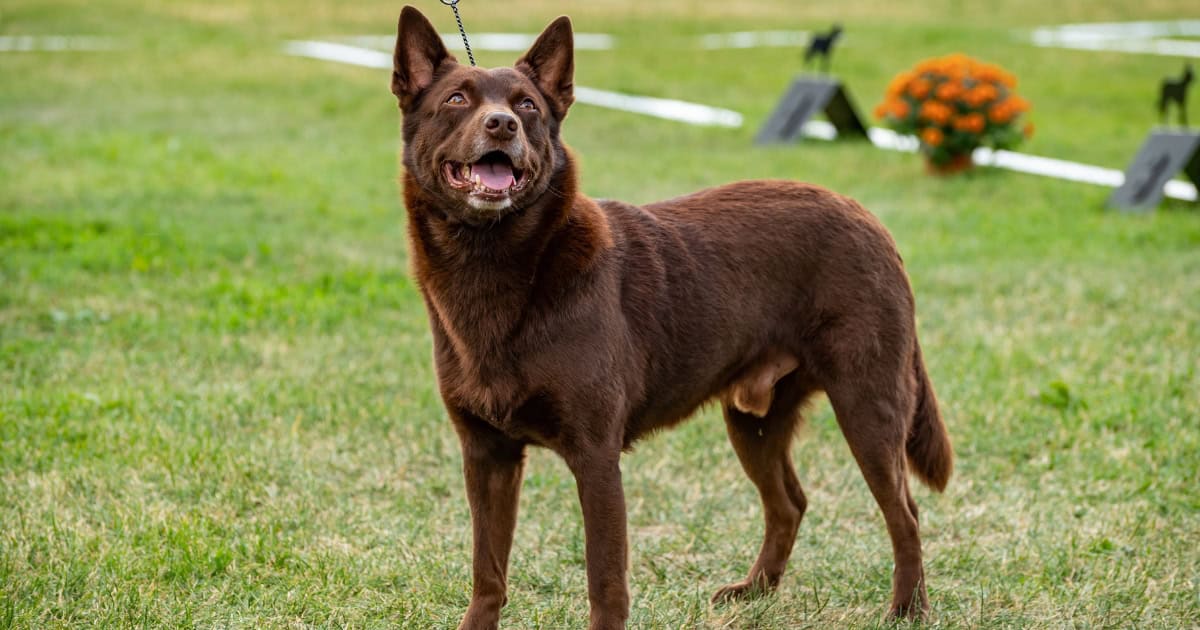 Australian Kelpie