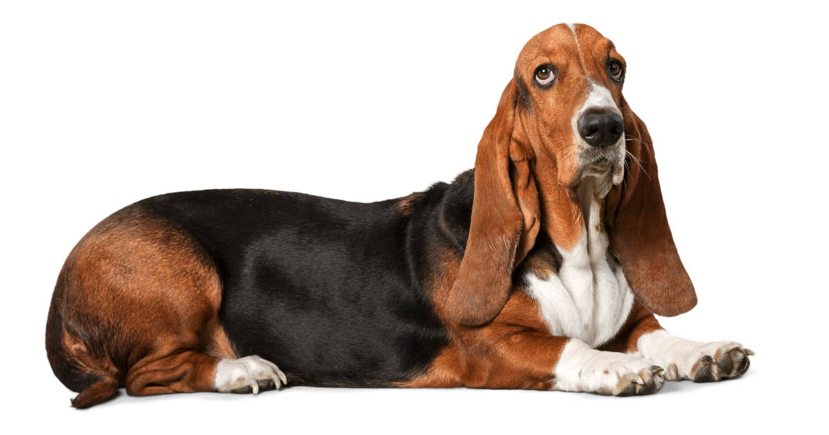 Basset Hound