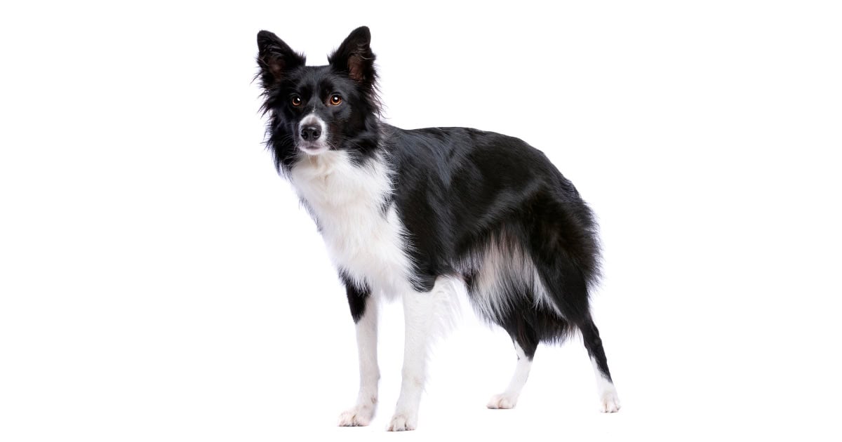 Border Collie