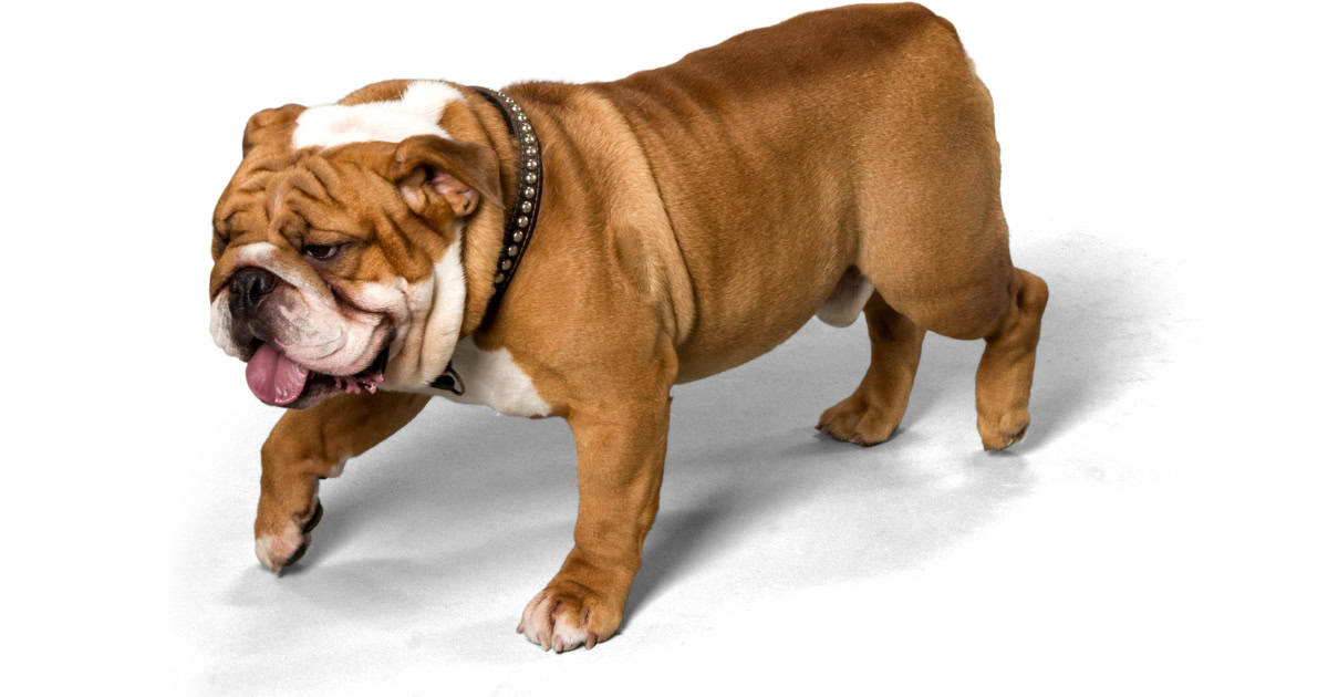 Bulldog