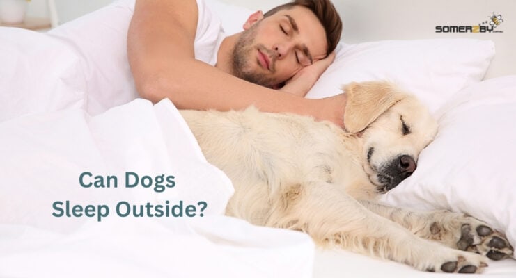 Can Dogs Sleep Outside