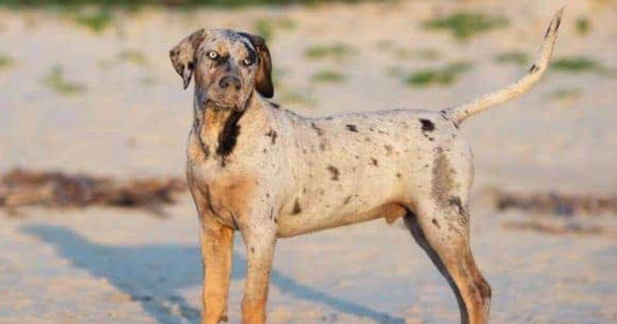 Catahoula Leopard Dog