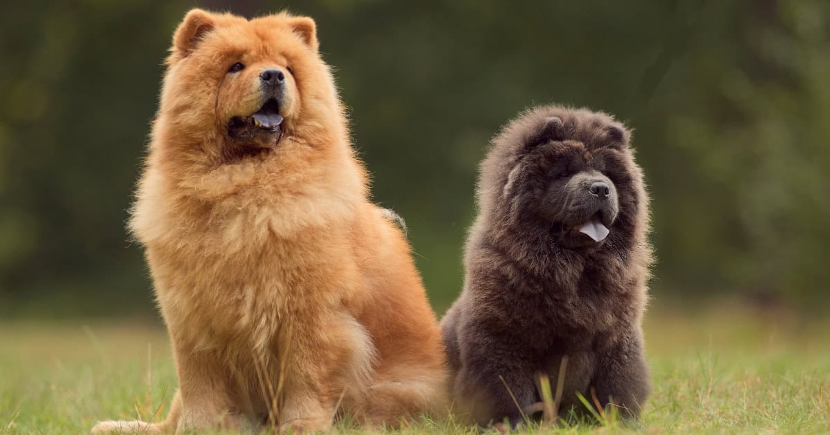 Chow Chow