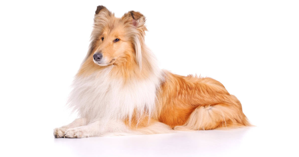 Collie