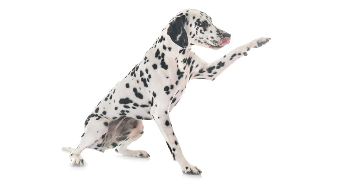 Dalmatian