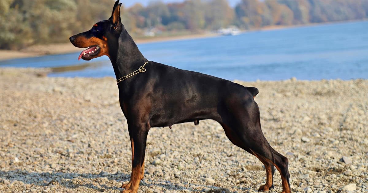 Doberman Pinscher