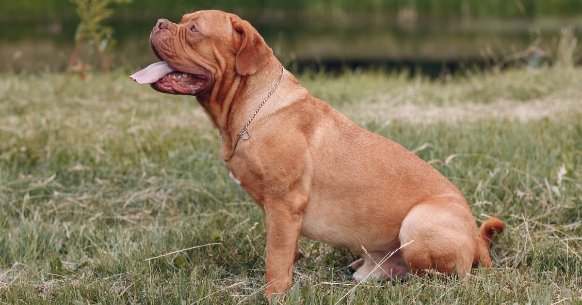 Dogue De Bordeaux
