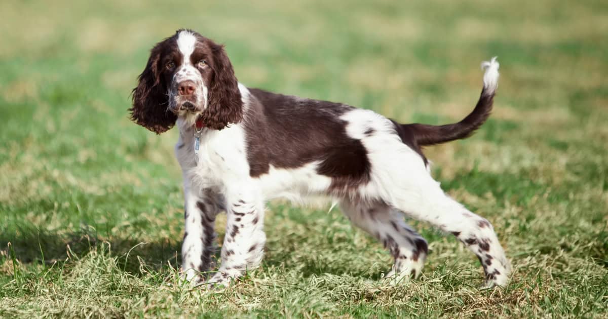 English Springer Spaniel