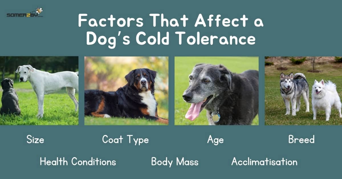 Factors That Affect a Dog's Cold Tolerance