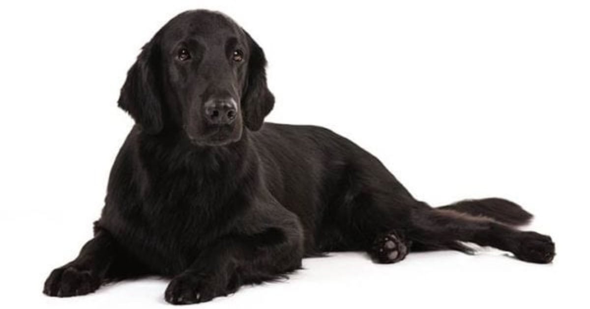 Flat coated retriever 