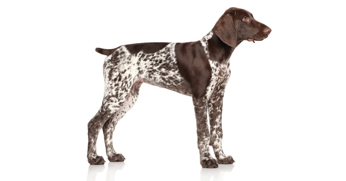 German Shorthaired Pointer
