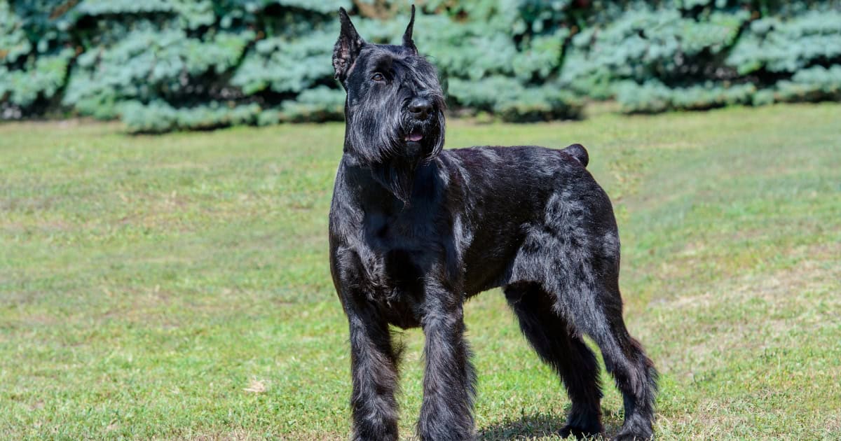 Giant Schnauzer