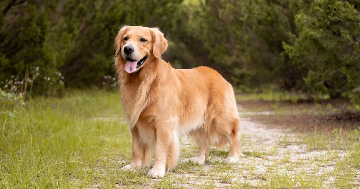Golden Retriever