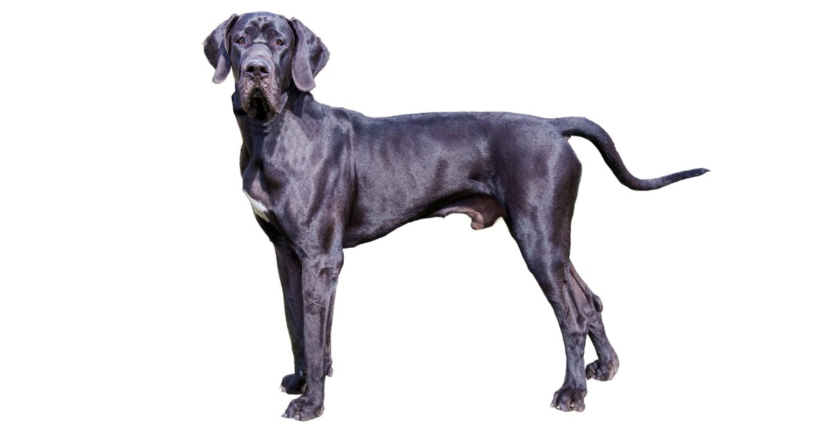 Great Dane