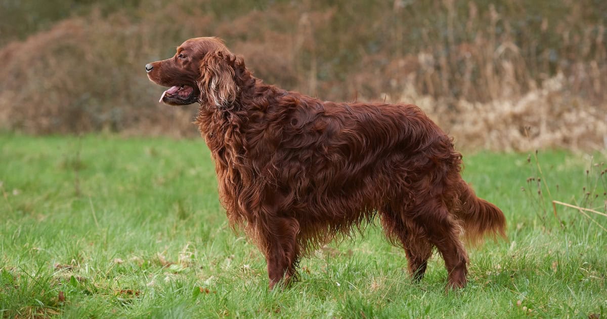 Irish Setter