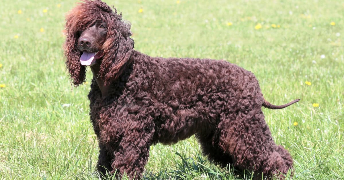 Irish Water Spaniel