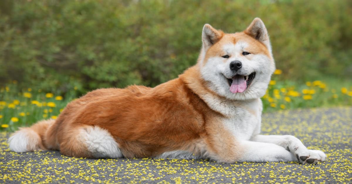 Japanese Akita