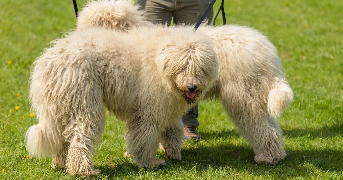 Komondor dog