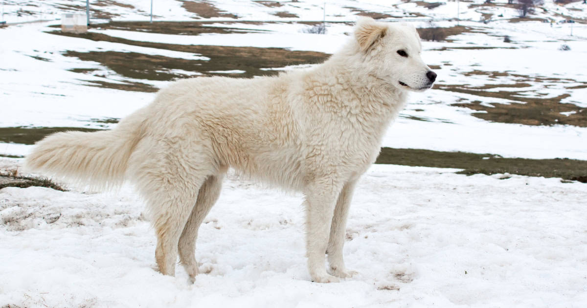 Maremma Sheepdog