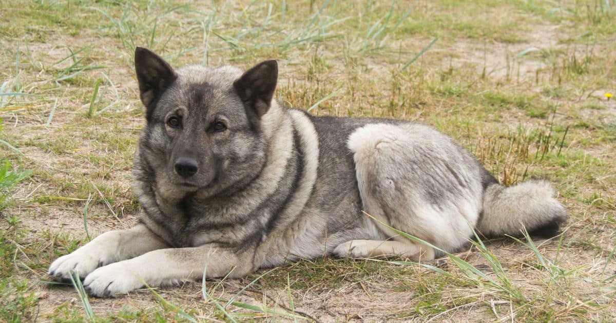 Norweigan Elkhound