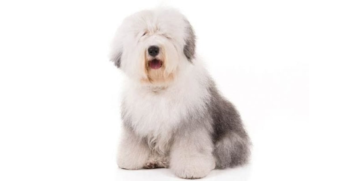 Old English Sheepdog