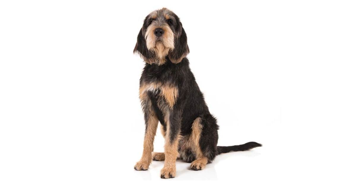 Otterhound Dog Breed
