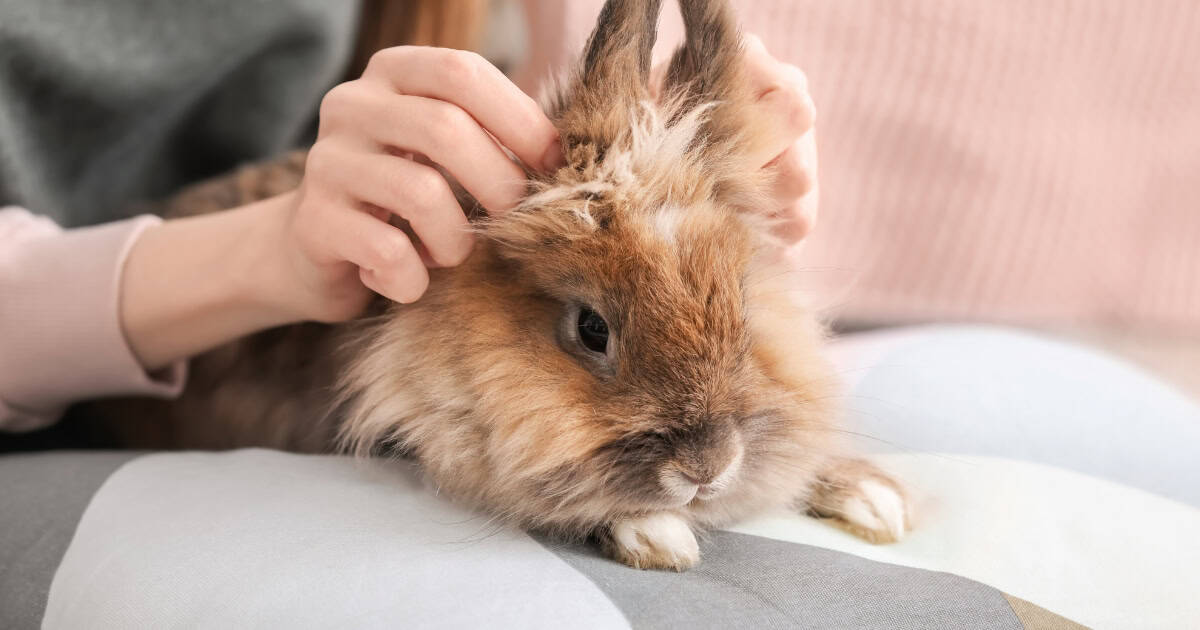 Owner playing with her pet rabbit indoors