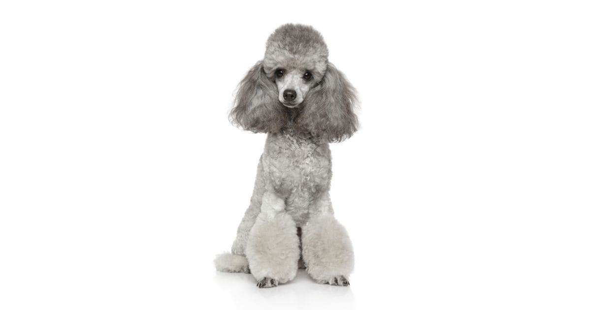 Poodle