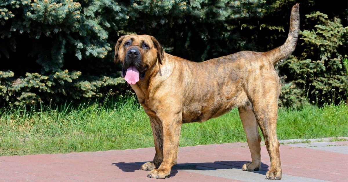 Presa canario