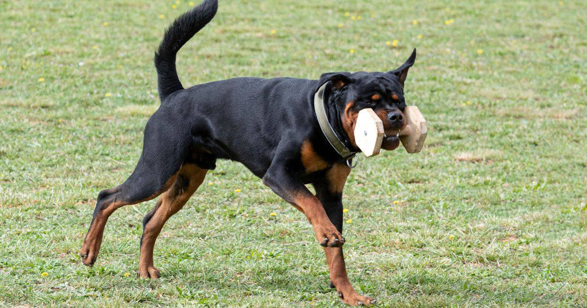 Rottweiler