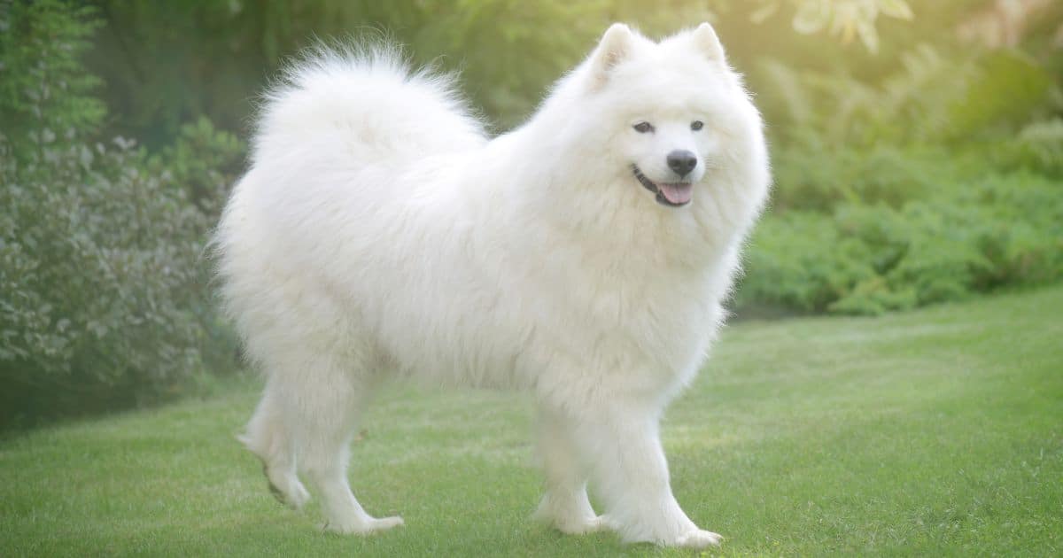 Samoyed