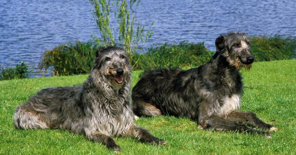 Scottish Deerhound
