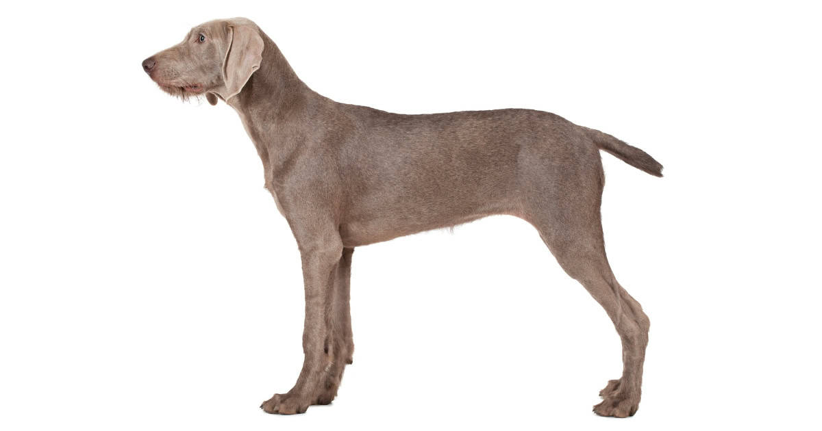 Slovakian Wirehaired Pointer