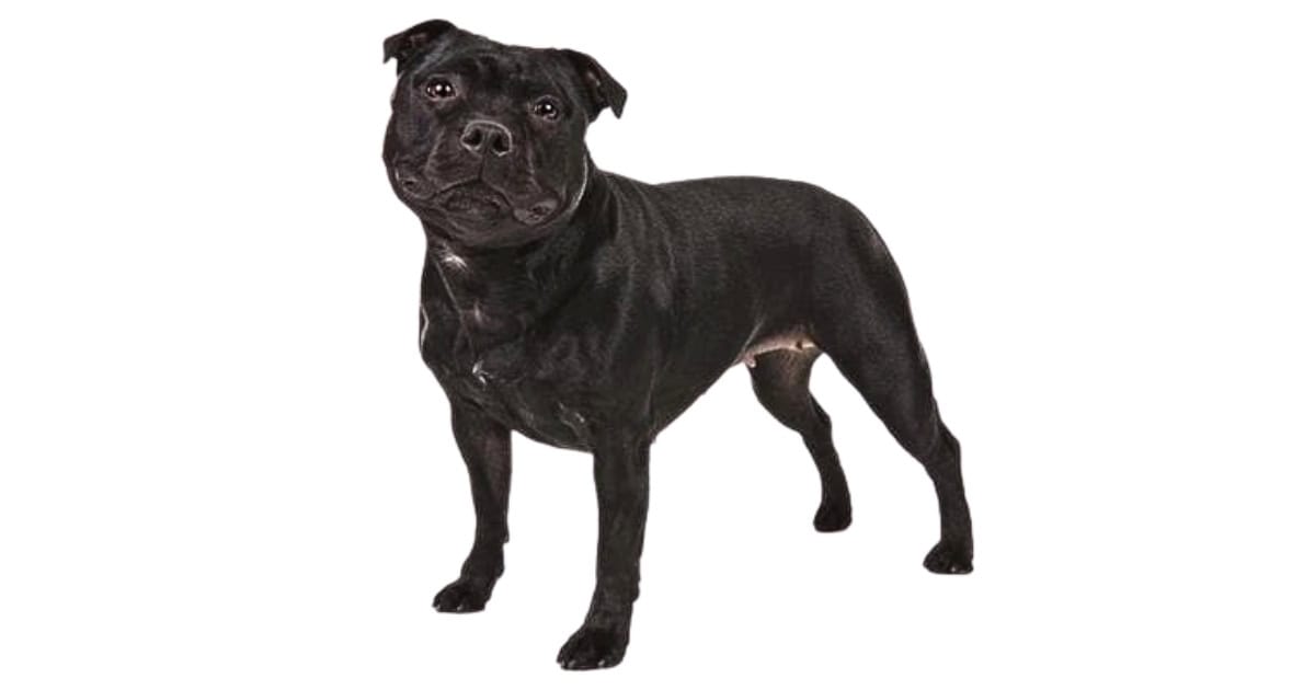 Staffordshire Bull Terrier