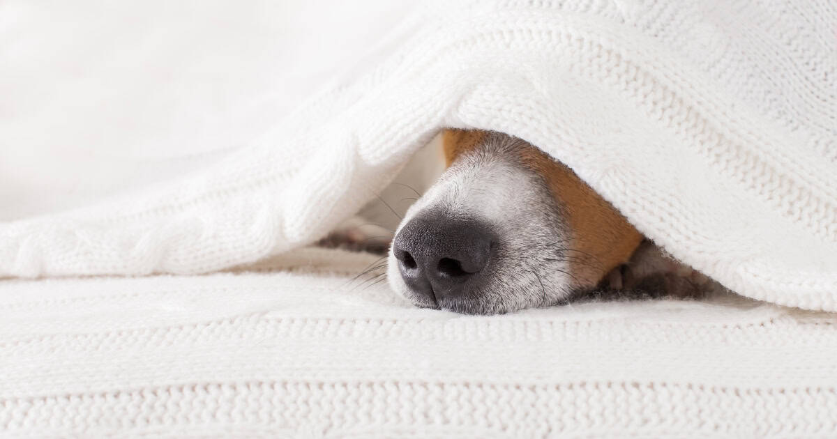 What Temperature is Too Cold for Dogs to Sleep Outside
