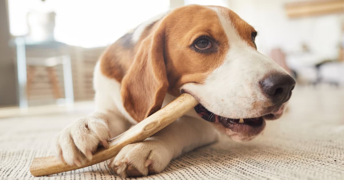 Beagle Chewing