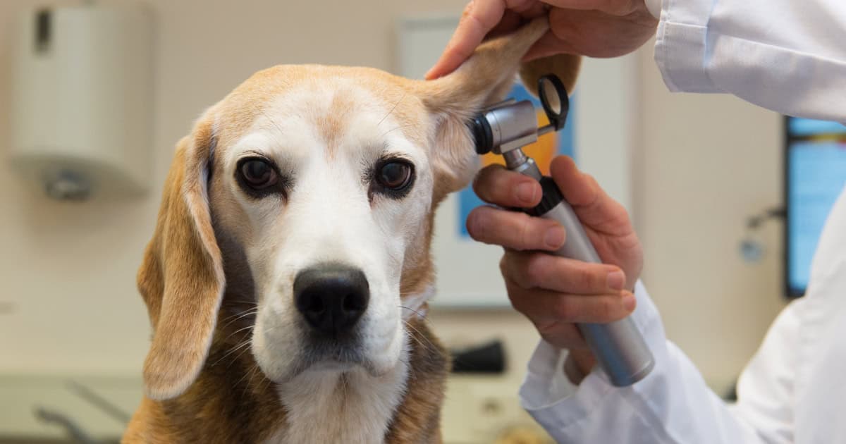 Beagle health check