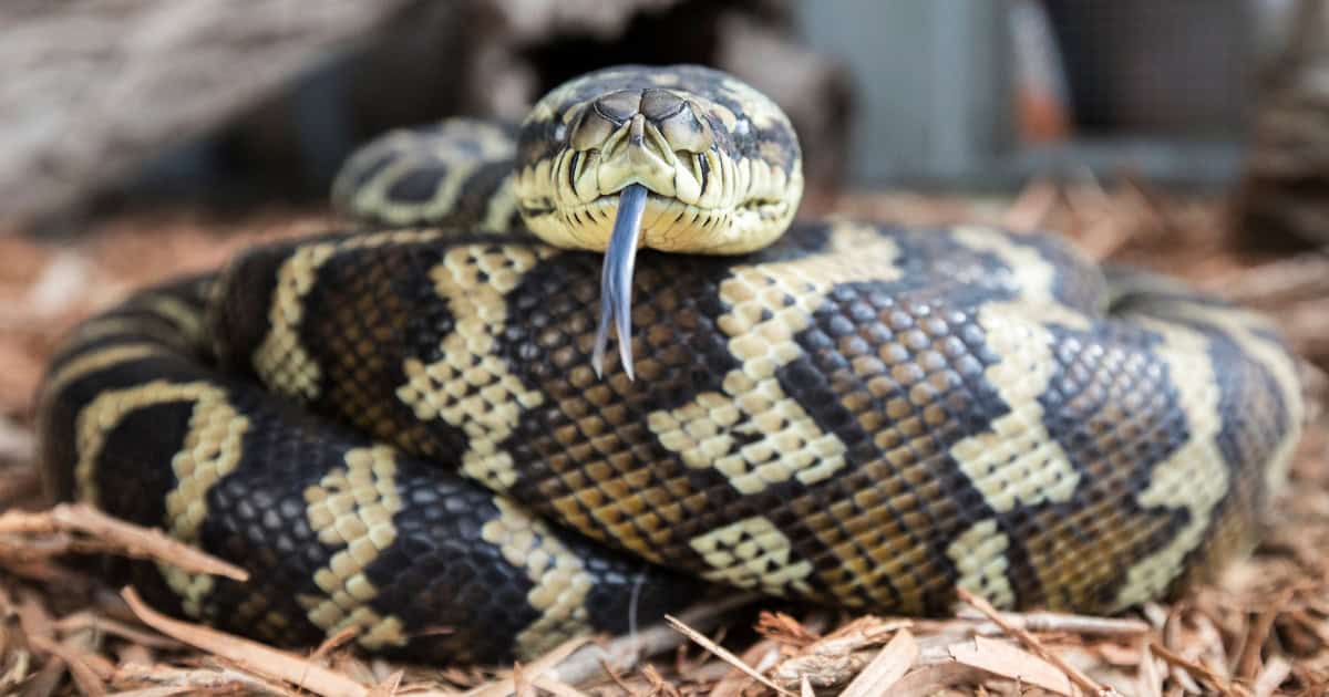 Carpet python in a chicken coop