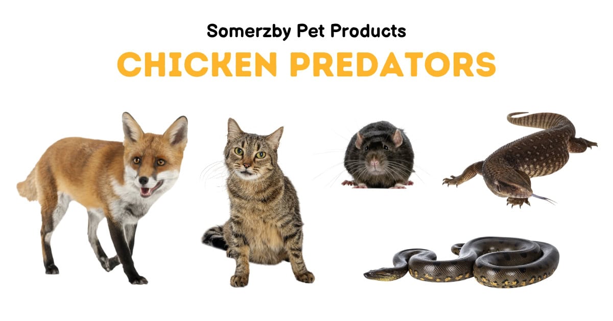 Chicken Predators