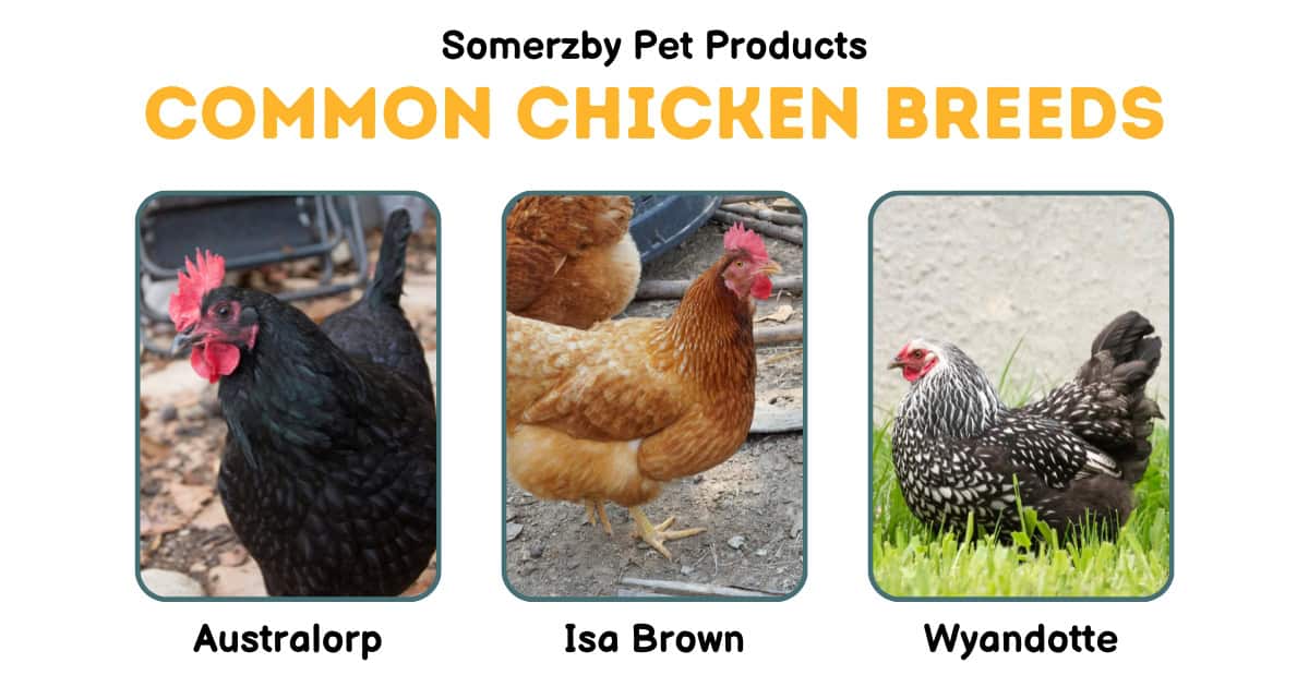 Common Chicken Breeds