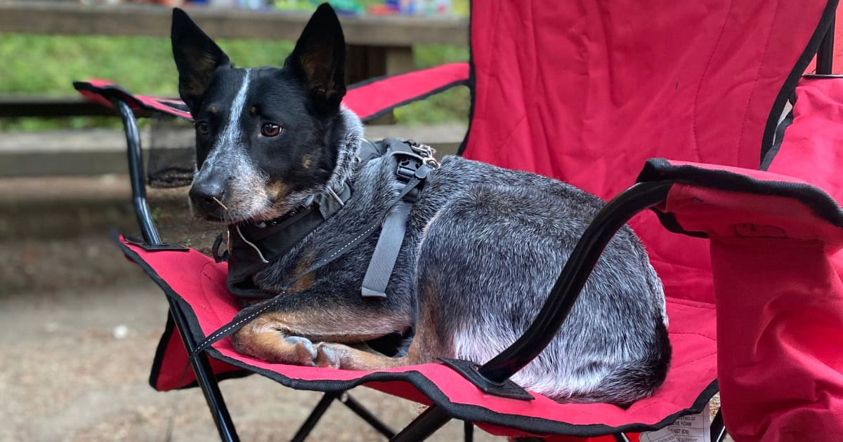 Dog Friendly Camping