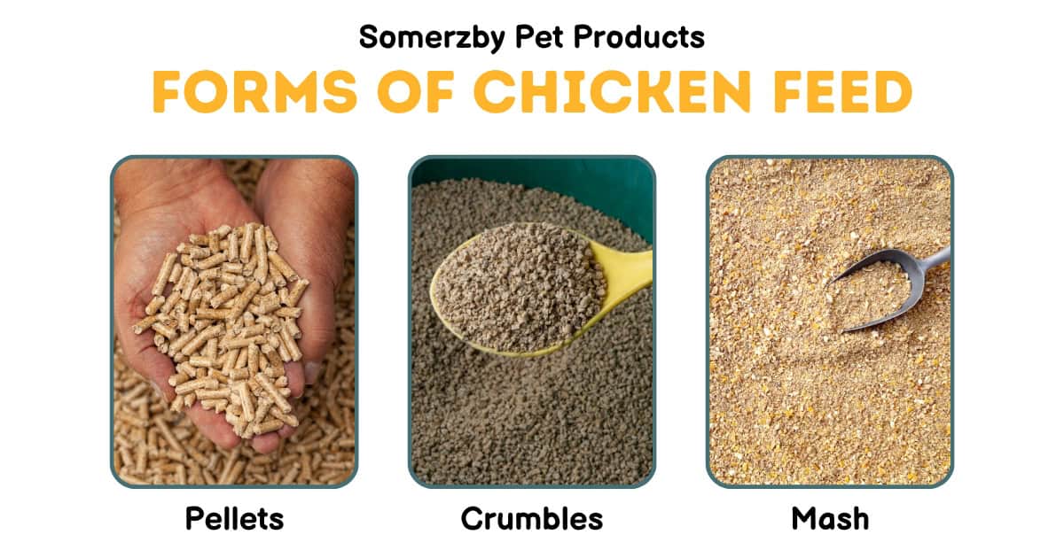 Forms of Chicken Feed