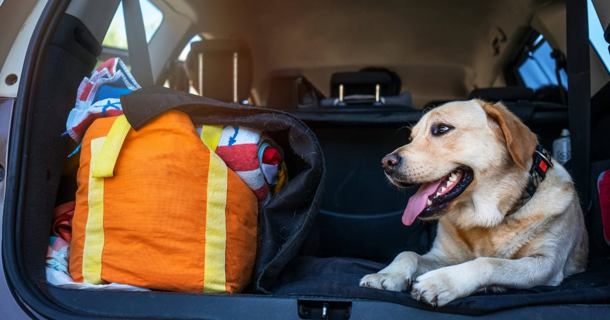 Guide to Dog Friendly Camping