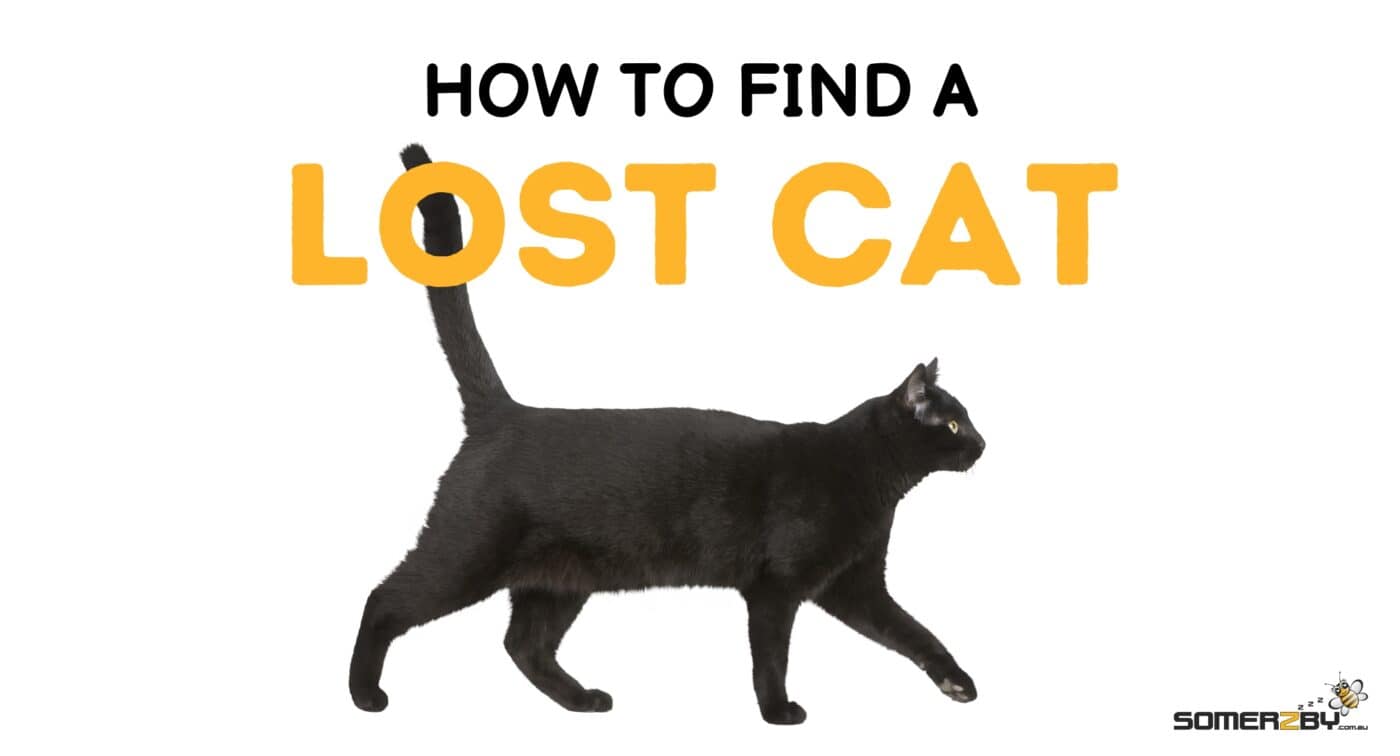 How To Find a Lost Cat