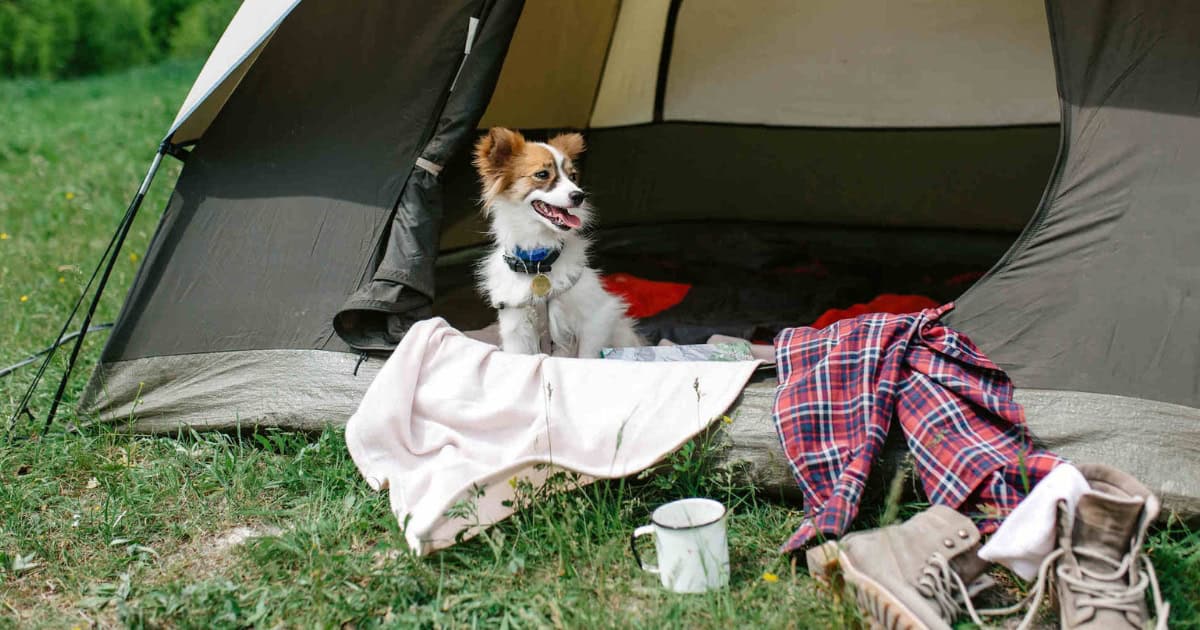 Taking Your Dog Camping