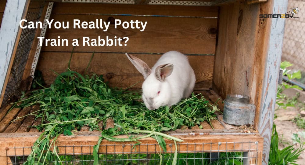 Can You Really Potty Train a Rabbit