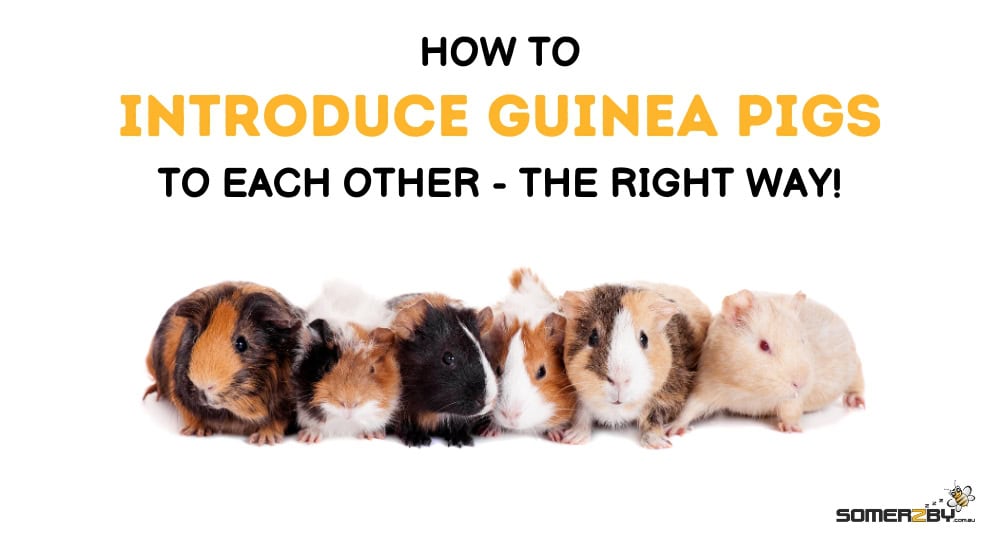 How To Introduce Guinea Pigs to Each Other