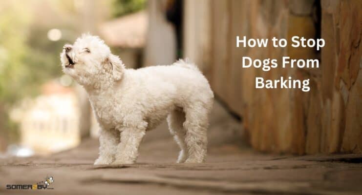 How to Stop Dogs From Barking