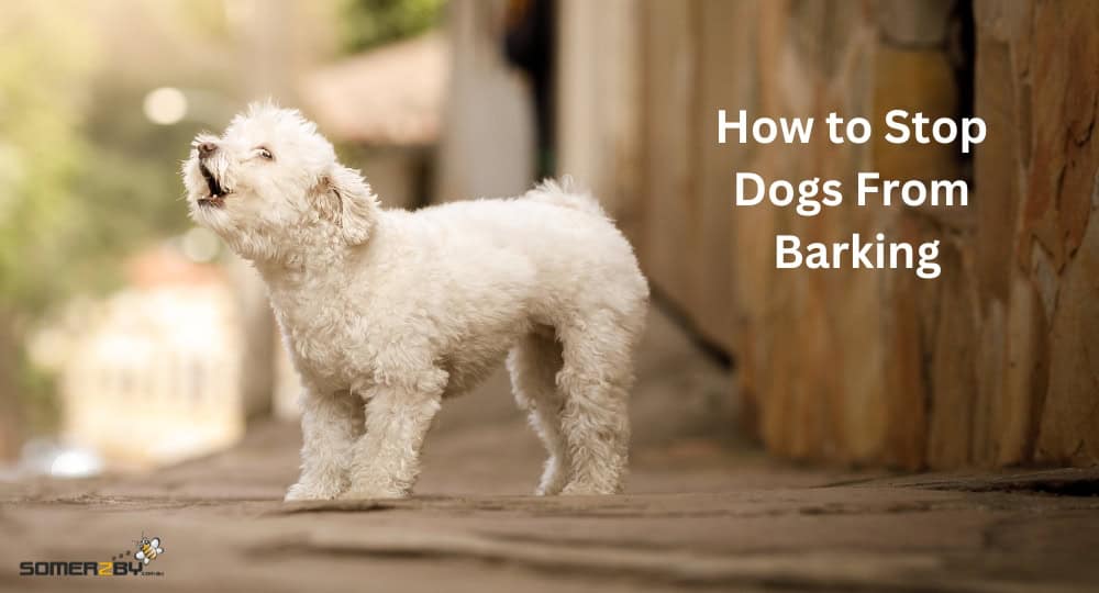 How to Stop Dogs From Barking